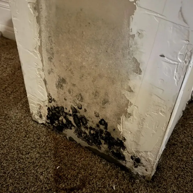 Professional Mold Removal in Harrisburg, PA